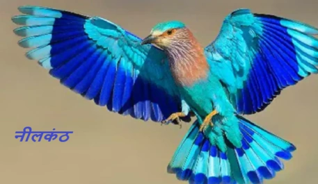Neelkanth