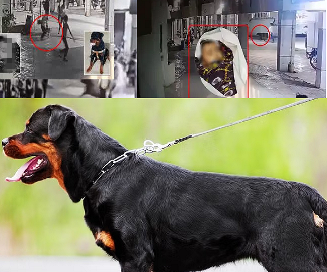 Rottweiler dog killed four month old girl