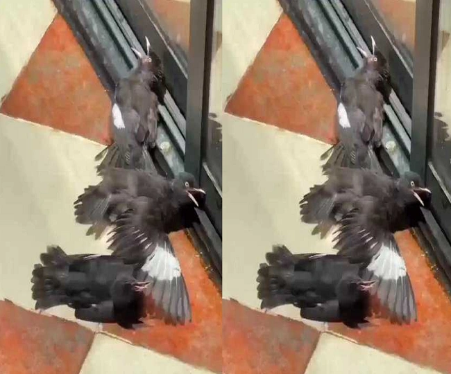 gave some food to an injured bird and then other birds did this drama