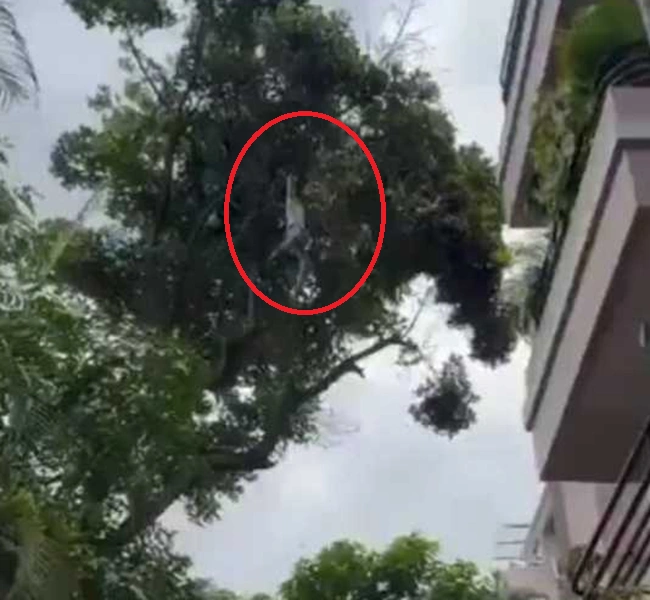 Climbed tree to steal jackfruit but lost his balance