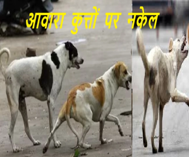 CM yogi order Now Stray dogs will get life imprisonment know why