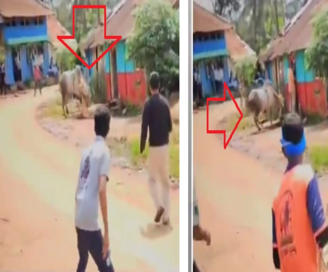 bull picked up former MLA and threw him down so hard
