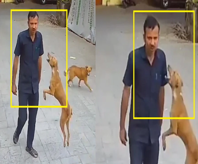 Stray dog ​​jumps up and bites man