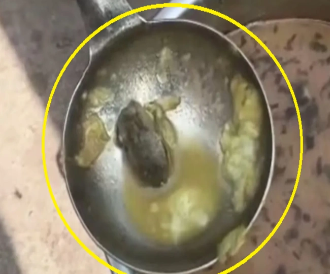 mid day meal Frog found