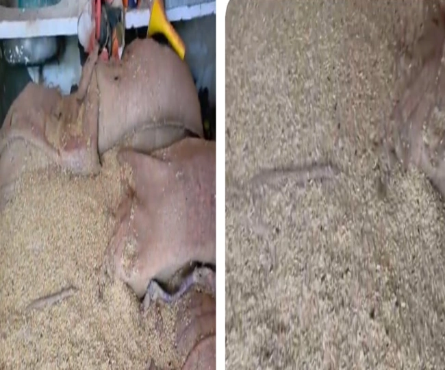 10 quintals of wheat meant for mid-day meal rotted