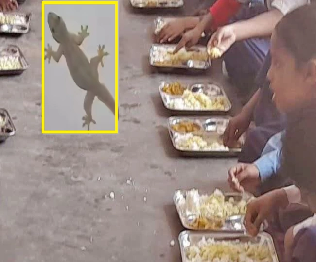 Lizard falls into mid day meal