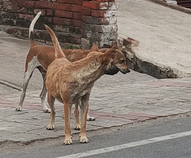 Dogs