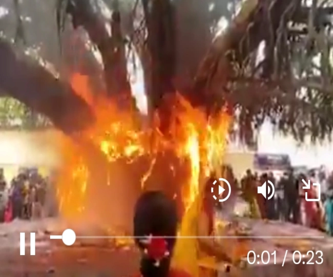 banyan tree caught fire