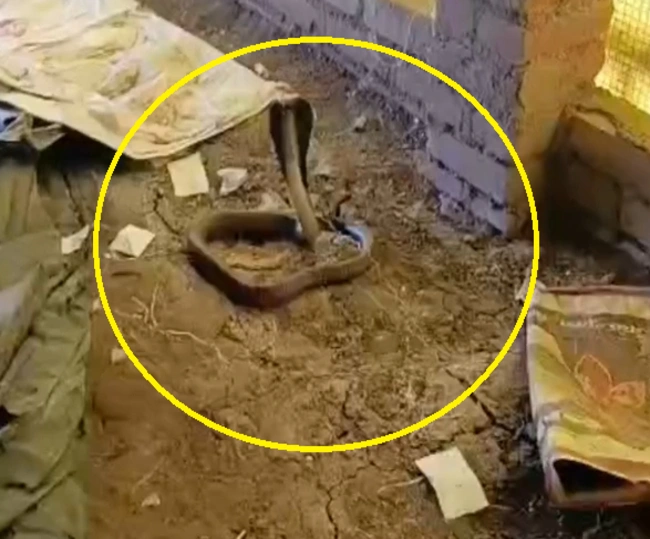king cobra was found at poultry farm