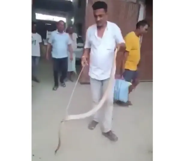 man was bitten by snake when he caught it