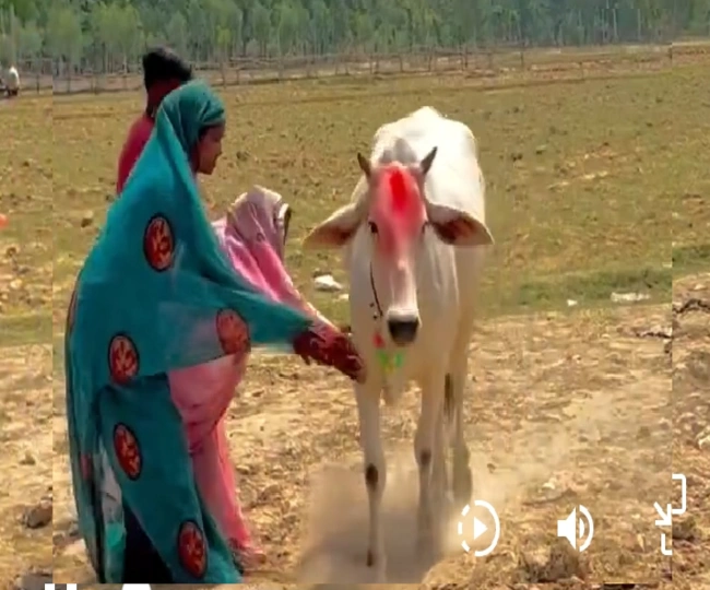 cow had been roaming around field for five days