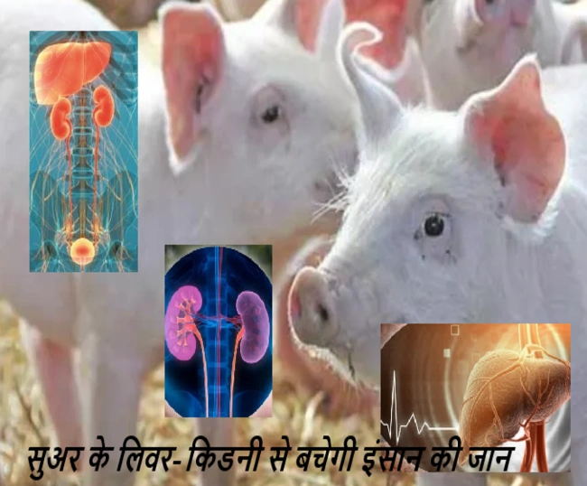 pig liver and kidneys can save human lives