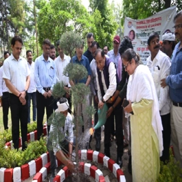 tree plantation..