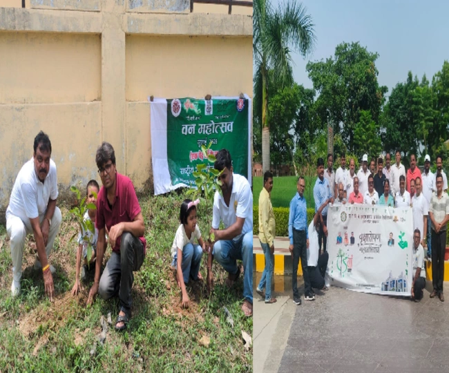 tree plantation