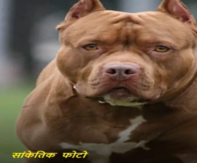pitbull