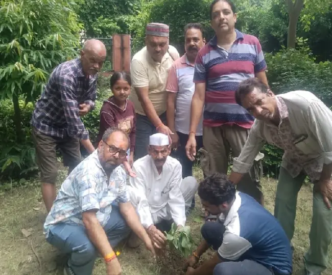 tree plantation