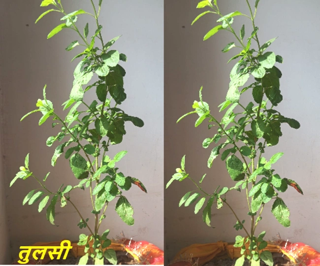 tulsi