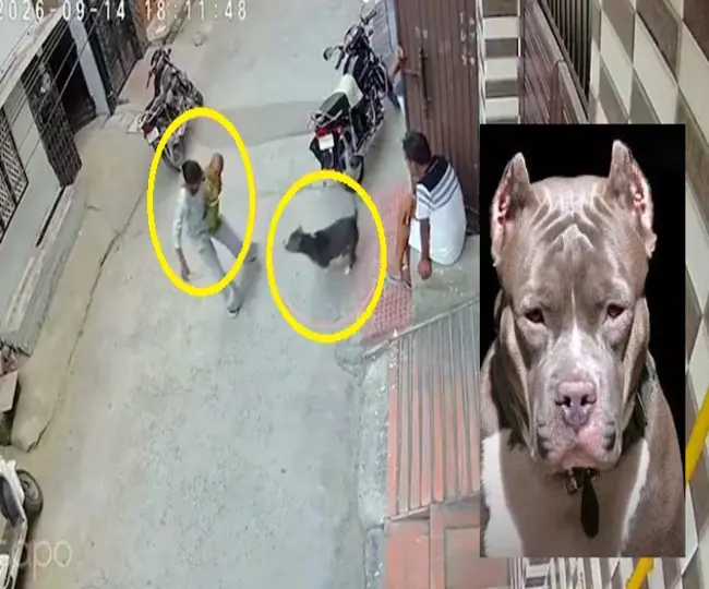 Pitbull Attack